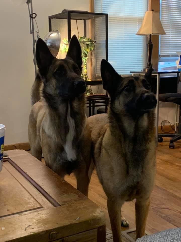Max and Lily - Amanda Jurgens.jpg